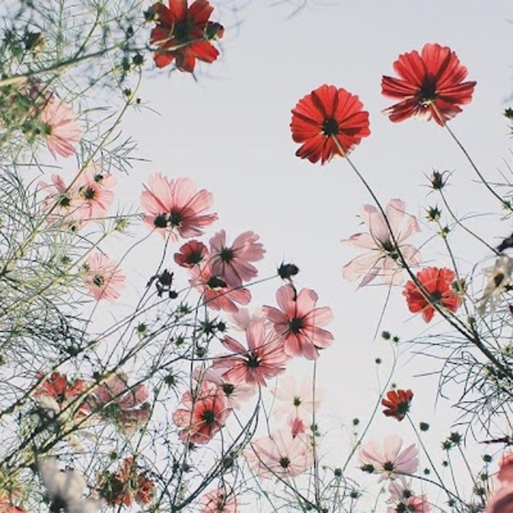 Meet your Posher, Addy